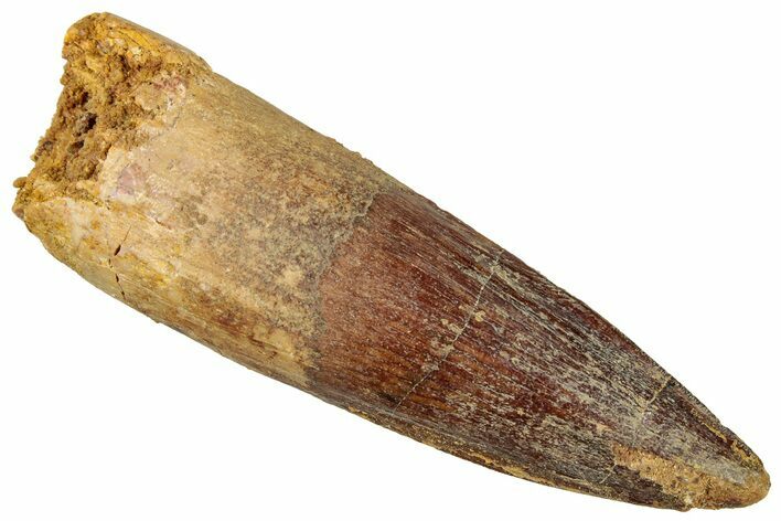 Fossil Spinosaurus Tooth - Real Dinosaur Tooth #322250